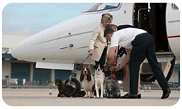 Private Jet Pet Travel Private Jet Pet Travel